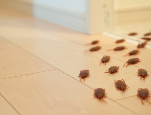 Top 10 Signs You Have a Pest Infestation at Home