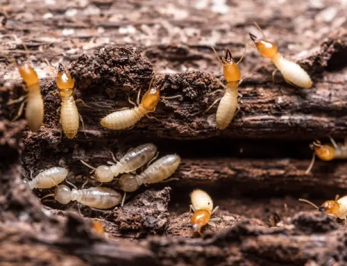 Common Areas Where Termites Hide: Termite Signs Inside House